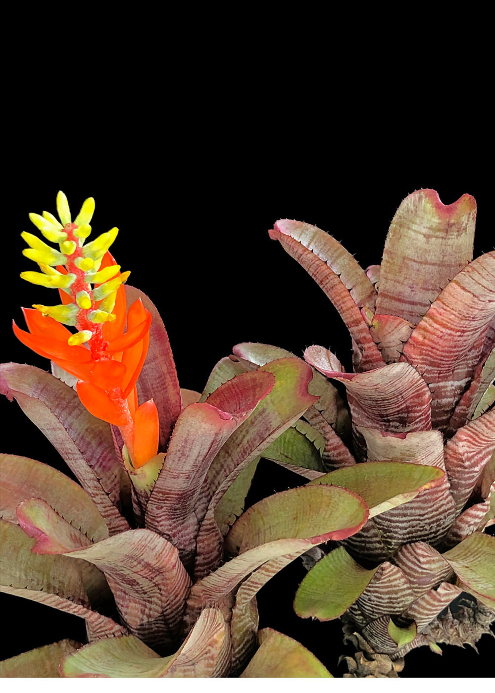 Aechmea 6″ Nudicaulis Rubra