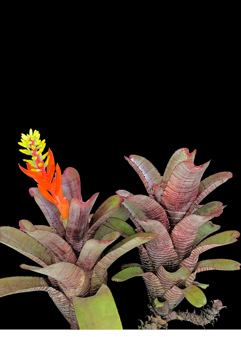 Aechmea 6″ Nudicaulis Rubra