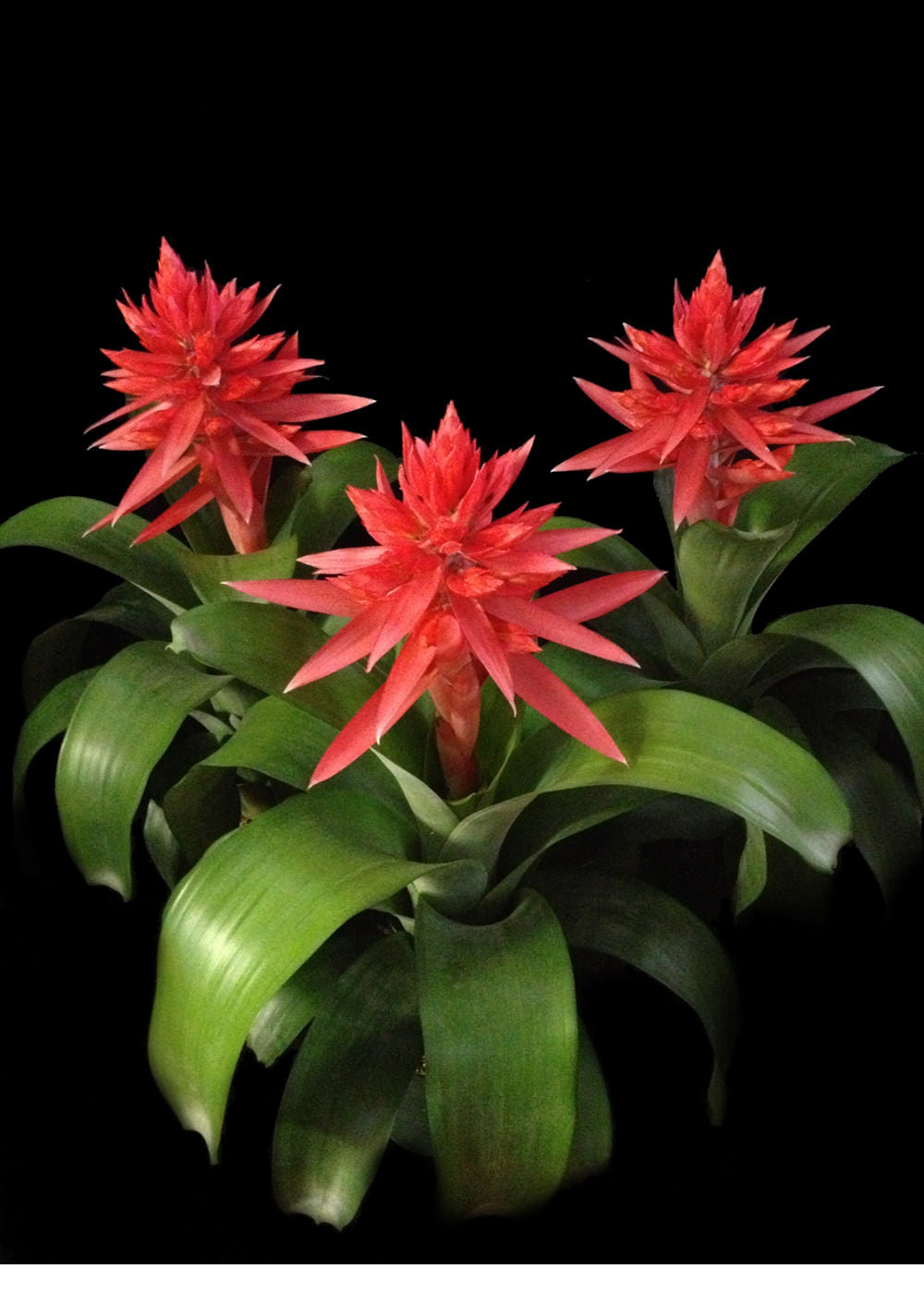 Aechmea 6″ Tomasito